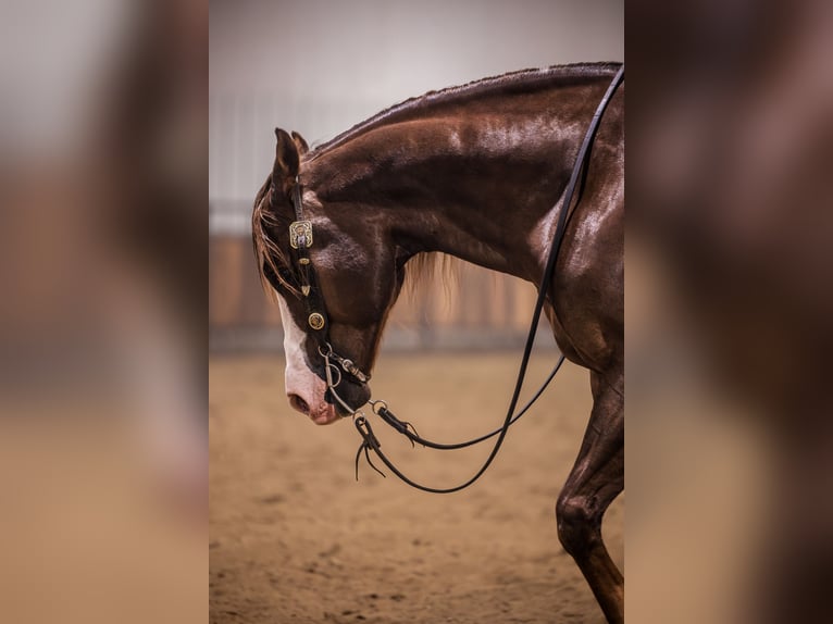 American Quarter Horse Castrone 10 Anni 152 cm Sauro scuro in Canistota