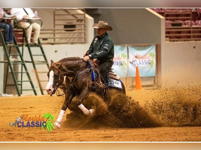 American Quarter Horse Castrone 10 Anni 152 cm Sauro scuro in Canistota
