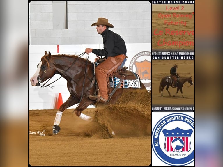 American Quarter Horse Castrone 10 Anni 152 cm Sauro scuro in Canistota