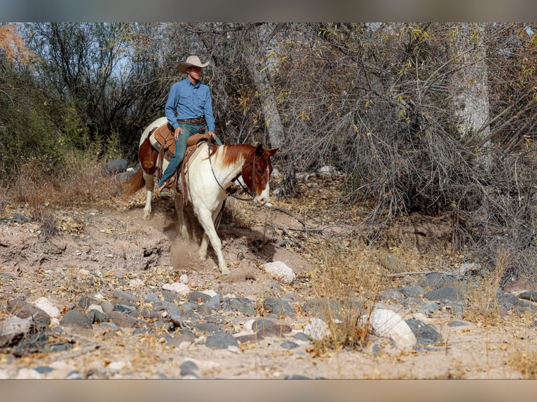 American Quarter Horse Castrone 10 Anni 152 cm Tobiano-tutti i colori in Camp Verde AZ