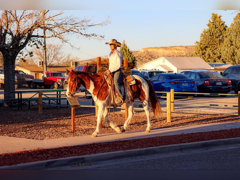 American Quarter Horse Castrone 10 Anni 152 cm Tobiano-tutti i colori in Camp Verde AZ