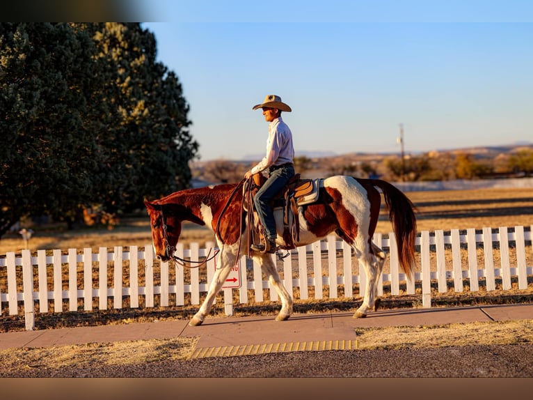 American Quarter Horse Castrone 10 Anni 152 cm Tobiano-tutti i colori in Camp Verde AZ