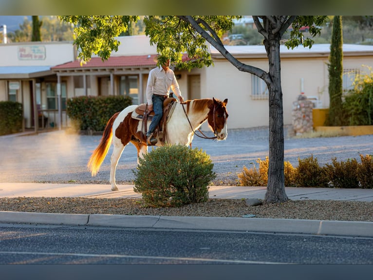 American Quarter Horse Castrone 10 Anni 152 cm Tobiano-tutti i colori in Camp Verde AZ