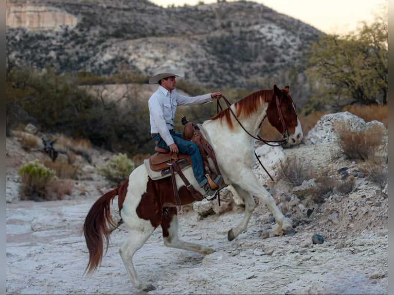 American Quarter Horse Castrone 10 Anni 152 cm Tobiano-tutti i colori in Camp Verde AZ