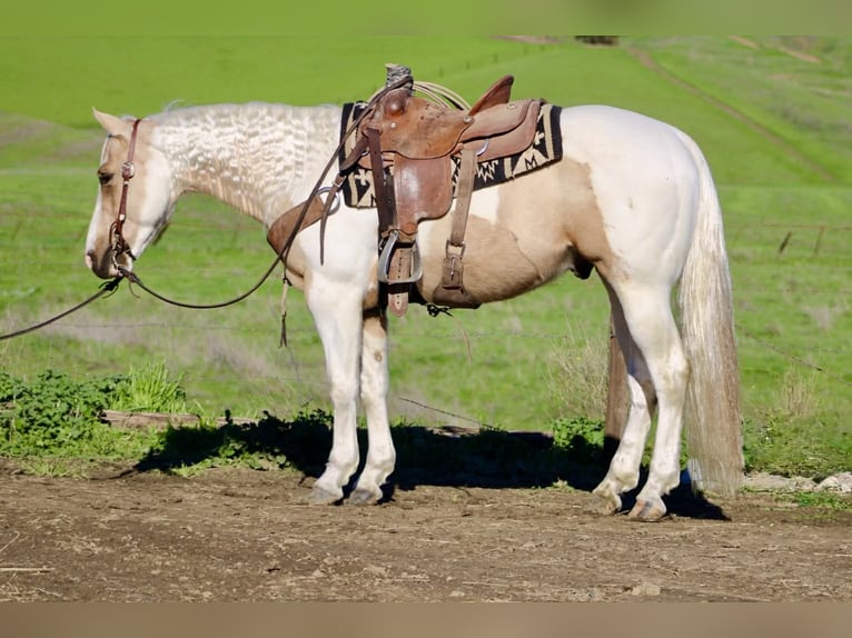 American Quarter Horse Castrone 10 Anni 152 cm Tobiano-tutti i colori in Paicines CA