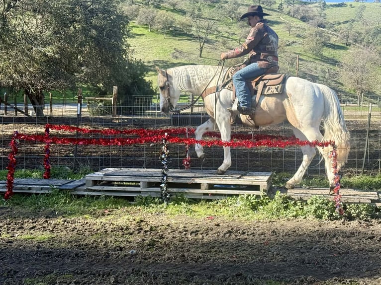 American Quarter Horse Castrone 10 Anni 152 cm Tobiano-tutti i colori in Paicines CA