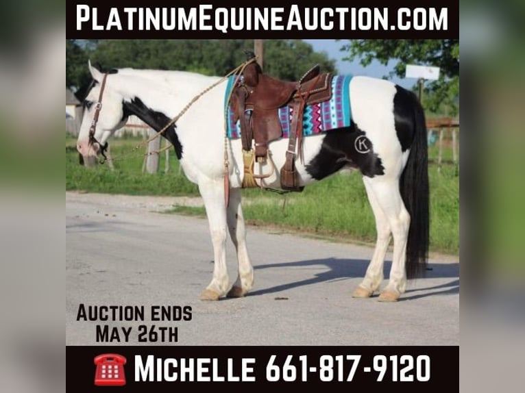 American Quarter Horse Castrone 10 Anni 152 cm Tobiano-tutti i colori in Stephenville TX