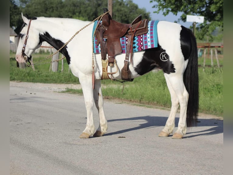 American Quarter Horse Castrone 10 Anni 152 cm Tobiano-tutti i colori in Stephenville TX