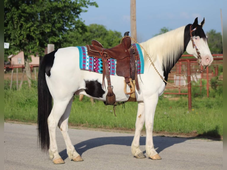 American Quarter Horse Castrone 10 Anni 152 cm Tobiano-tutti i colori in Stephenville TX