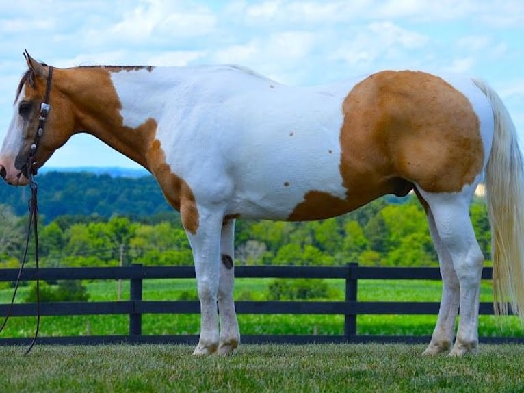 American Quarter Horse Castrone 10 Anni 152 cm Tobiano-tutti i colori in Wooster OH
