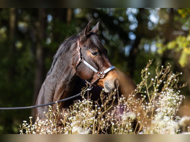 American Quarter Horse Castrone 10 Anni 153 cm Baio scuro in Rhauderfehn