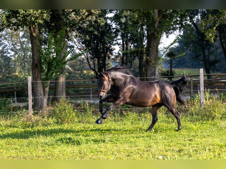 American Quarter Horse Castrone 10 Anni 153 cm Baio scuro in Rhauderfehn