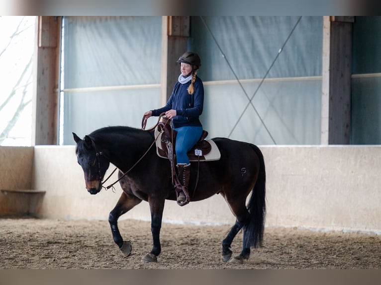 American Quarter Horse Castrone 10 Anni 153 cm Baio scuro in Rhauderfehn