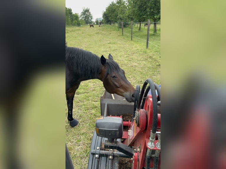 American Quarter Horse Castrone 10 Anni 153 cm Baio scuro in Rhauderfehn