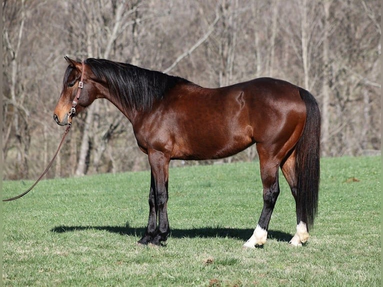 American Quarter Horse Castrone 10 Anni 155 cm Baio ciliegia in Level Green KY