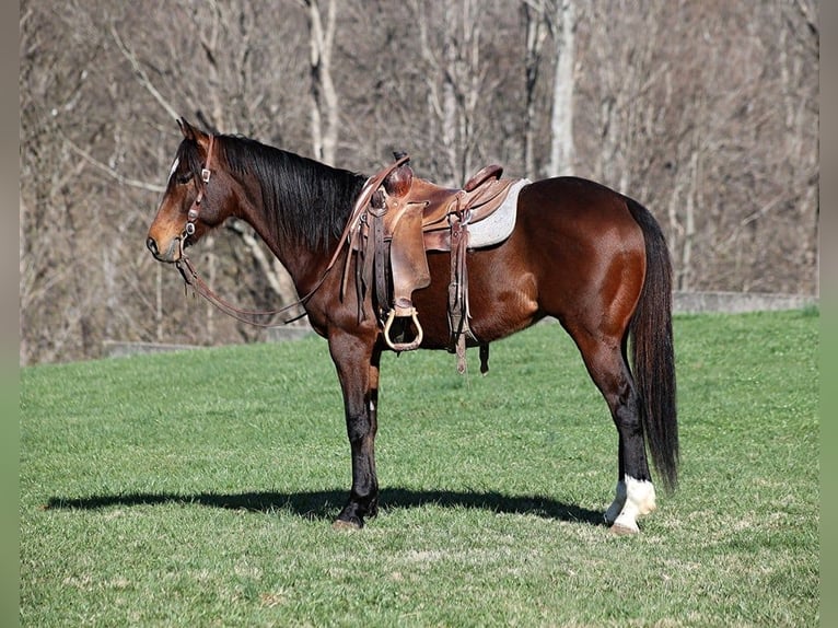 American Quarter Horse Castrone 10 Anni 155 cm Baio ciliegia in Level Green KY