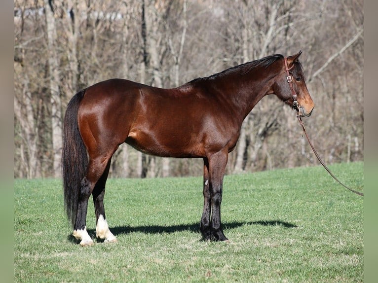 American Quarter Horse Castrone 10 Anni 155 cm Baio ciliegia in Level Green KY