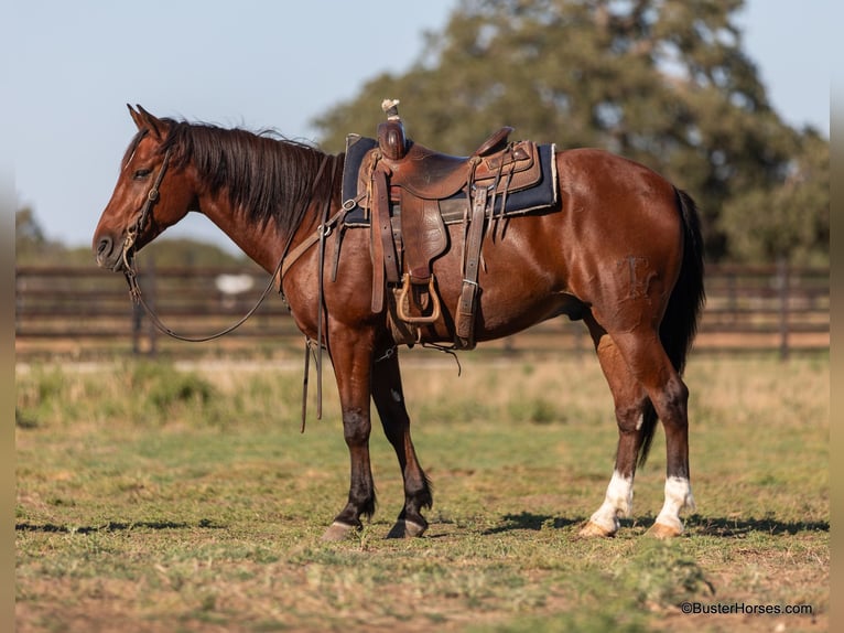 American Quarter Horse Castrone 10 Anni 155 cm Baio ciliegia in Weatherford Tx