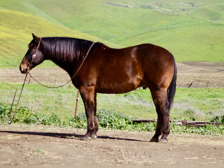 American Quarter Horse Castrone 10 Anni 155 cm Baio ciliegia in Tres Pinos
