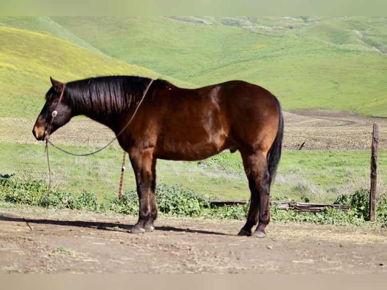 American Quarter Horse Castrone 10 Anni 155 cm Baio ciliegia in Tres Pinos