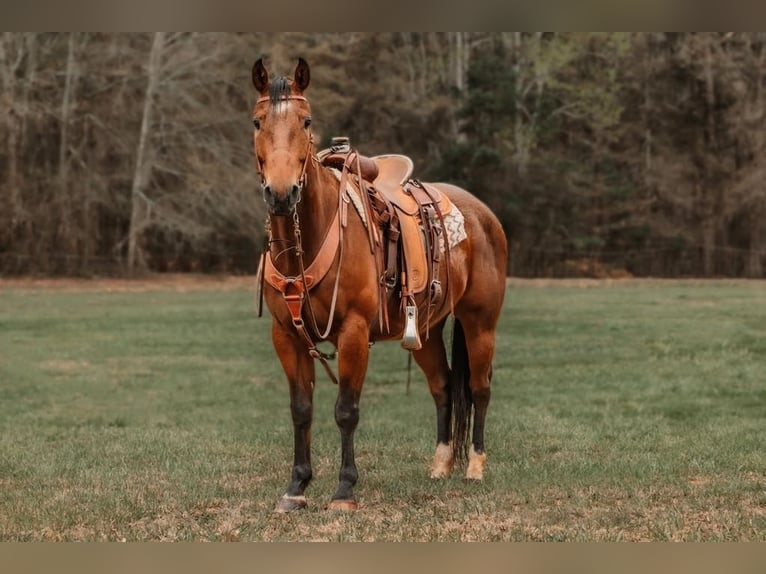 American Quarter Horse Castrone 10 Anni 155 cm Baio ciliegia in CHERRYVILLE, NC