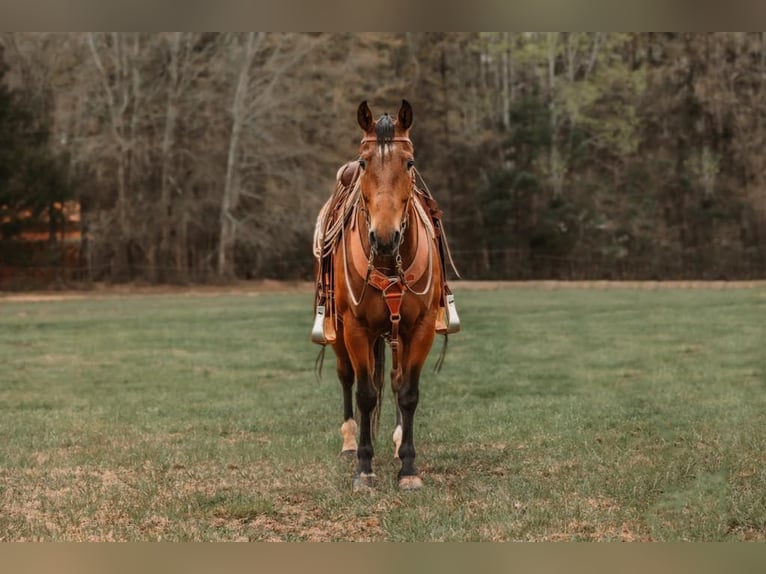 American Quarter Horse Castrone 10 Anni 155 cm Baio ciliegia in CHERRYVILLE, NC