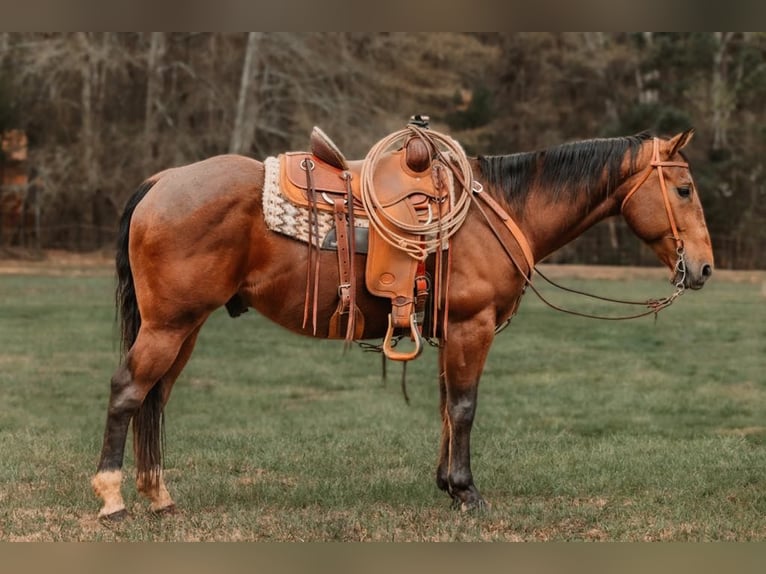 American Quarter Horse Castrone 10 Anni 155 cm Baio ciliegia in CHERRYVILLE, NC