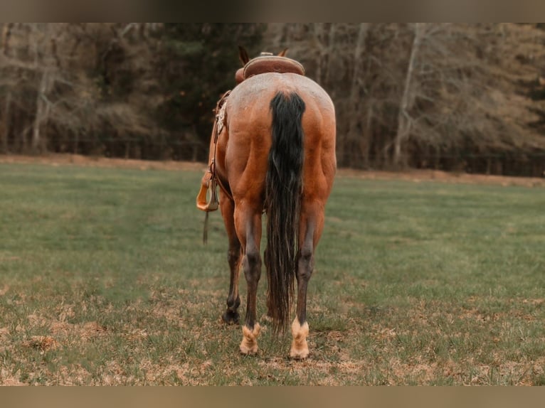 American Quarter Horse Castrone 10 Anni 155 cm Baio ciliegia in CHERRYVILLE, NC