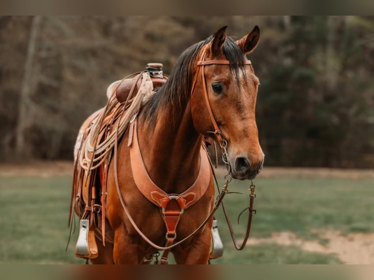 American Quarter Horse Castrone 10 Anni 155 cm Baio ciliegia in CHERRYVILLE, NC