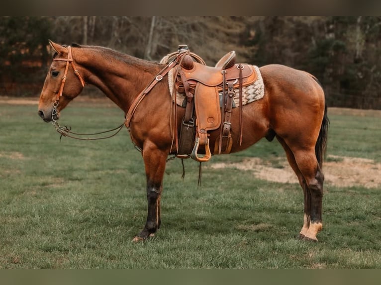 American Quarter Horse Castrone 10 Anni 155 cm Baio ciliegia in CHERRYVILLE, NC