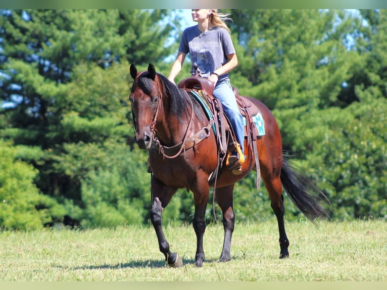 American Quarter Horse Castrone 10 Anni 155 cm Baio ciliegia in Clarion, PA