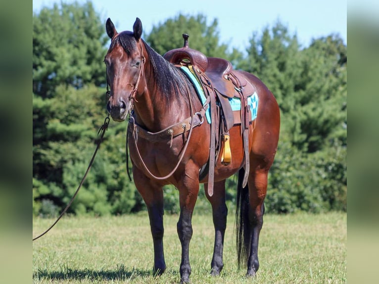 American Quarter Horse Castrone 10 Anni 155 cm Baio ciliegia in Clarion, PA