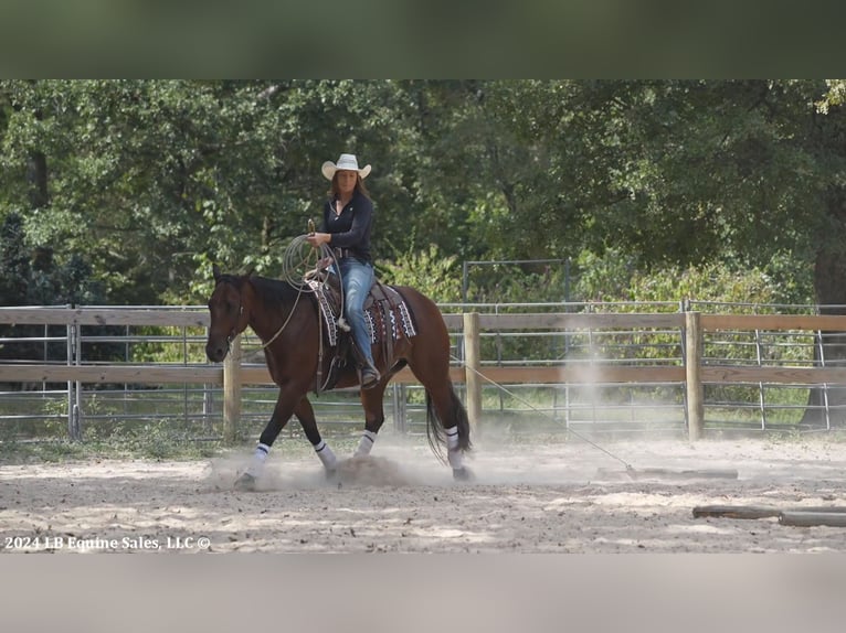 American Quarter Horse Castrone 10 Anni 155 cm Baio ciliegia in Terrell, TX