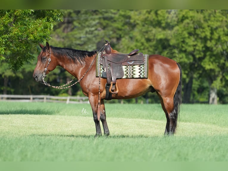 American Quarter Horse Castrone 10 Anni 155 cm Baio ciliegia in Terrell, TX