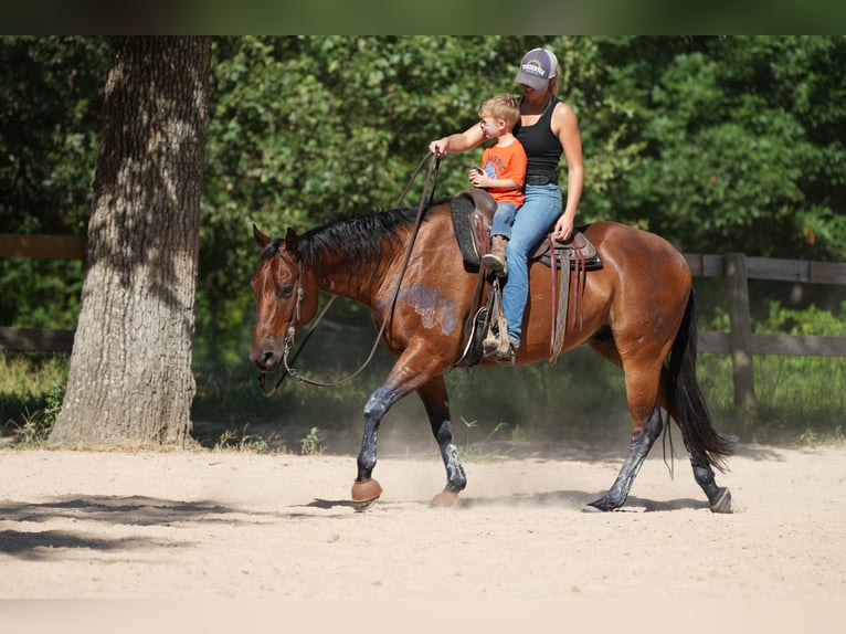 American Quarter Horse Castrone 10 Anni 155 cm Baio ciliegia in Terrell, TX