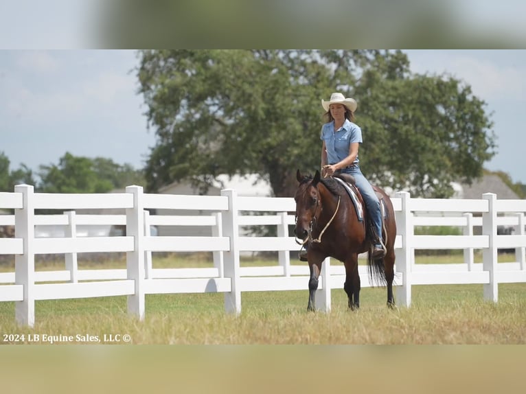 American Quarter Horse Castrone 10 Anni 155 cm Baio ciliegia in Terrell, TX