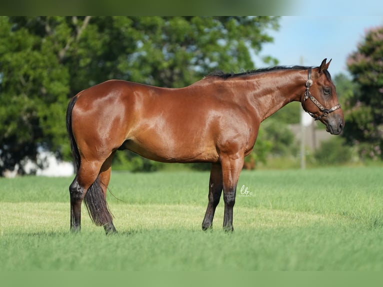 American Quarter Horse Castrone 10 Anni 155 cm Baio ciliegia in Terrell, TX