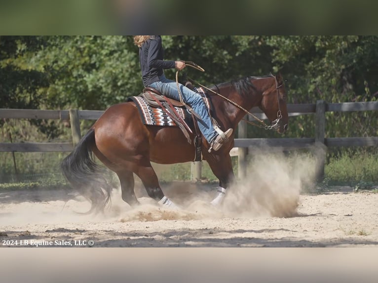 American Quarter Horse Castrone 10 Anni 155 cm Baio ciliegia in Terrell, TX