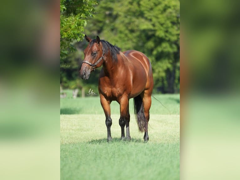 American Quarter Horse Castrone 10 Anni 155 cm Baio ciliegia in Terrell, TX