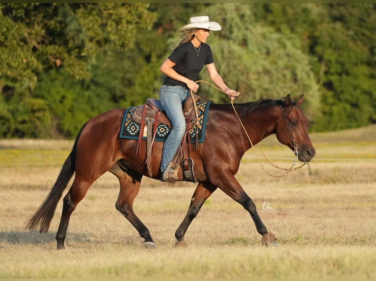 American Quarter Horse Castrone 10 Anni 155 cm Baio ciliegia in Terrell, TX