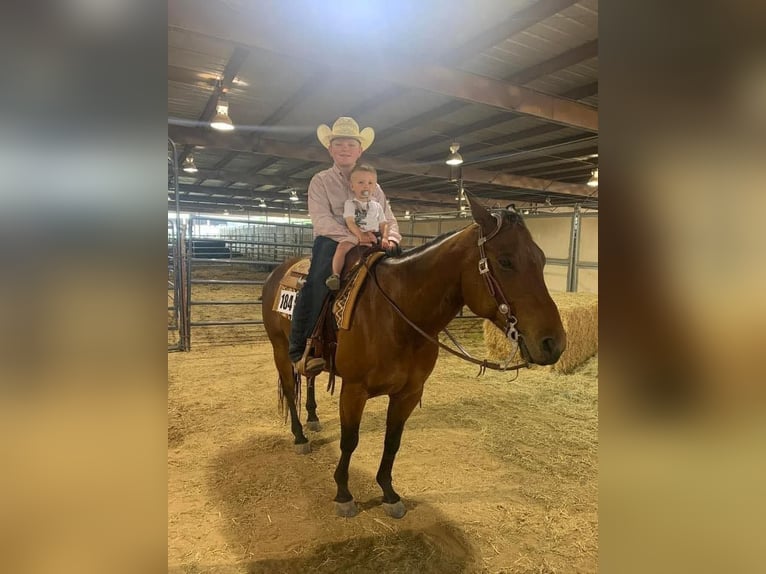 American Quarter Horse Castrone 10 Anni 155 cm Baio ciliegia in Terrell, TX