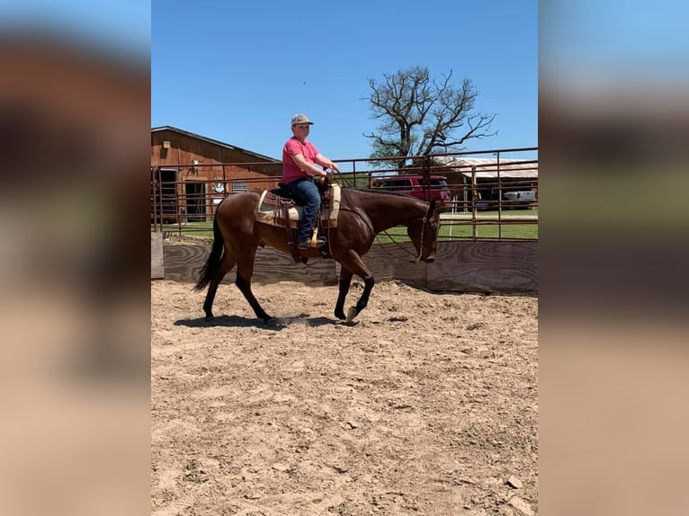 American Quarter Horse Castrone 10 Anni 155 cm Baio ciliegia in Terrell, TX