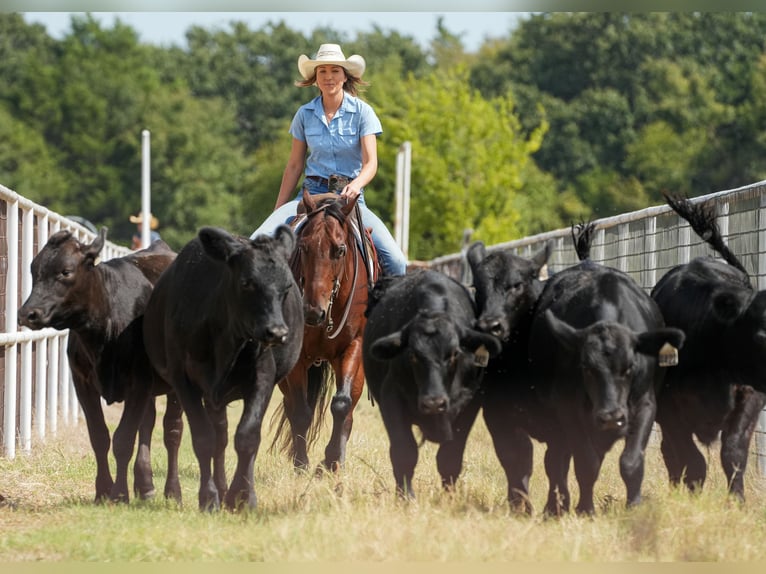 American Quarter Horse Castrone 10 Anni 155 cm Baio ciliegia in Terrell, TX