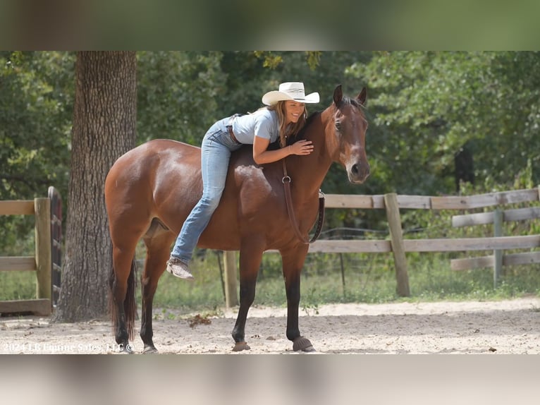 American Quarter Horse Castrone 10 Anni 155 cm Baio ciliegia in Terrell, TX