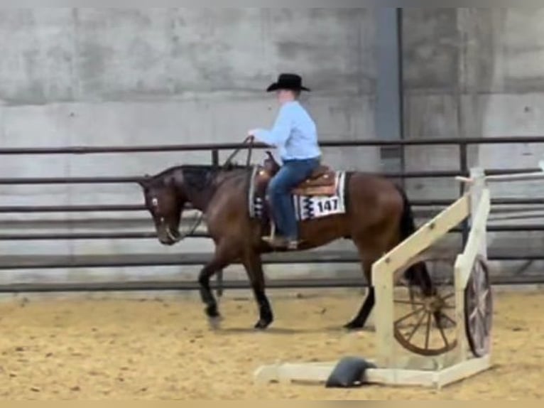 American Quarter Horse Castrone 10 Anni 155 cm Baio ciliegia in Terrell, TX