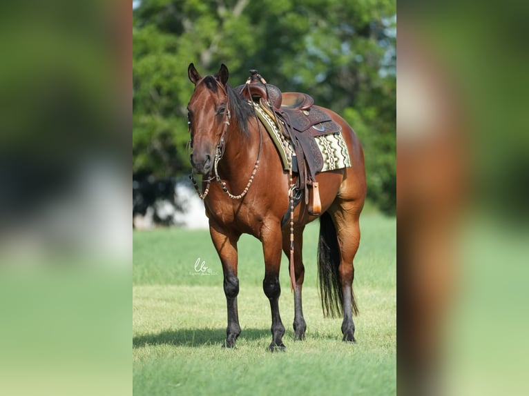 American Quarter Horse Castrone 10 Anni 155 cm Baio ciliegia in Terrell, TX