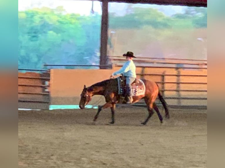 American Quarter Horse Castrone 10 Anni 155 cm Baio ciliegia in Terrell, TX