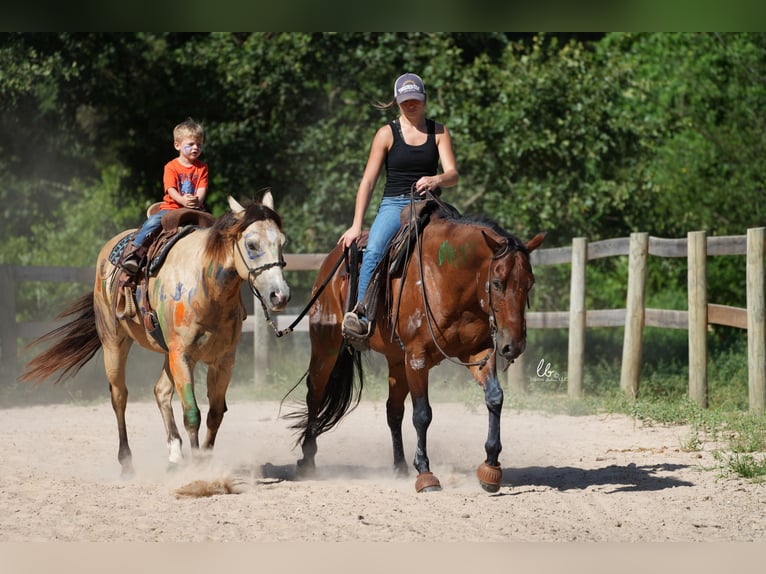 American Quarter Horse Castrone 10 Anni 155 cm Baio ciliegia in Terrell, TX