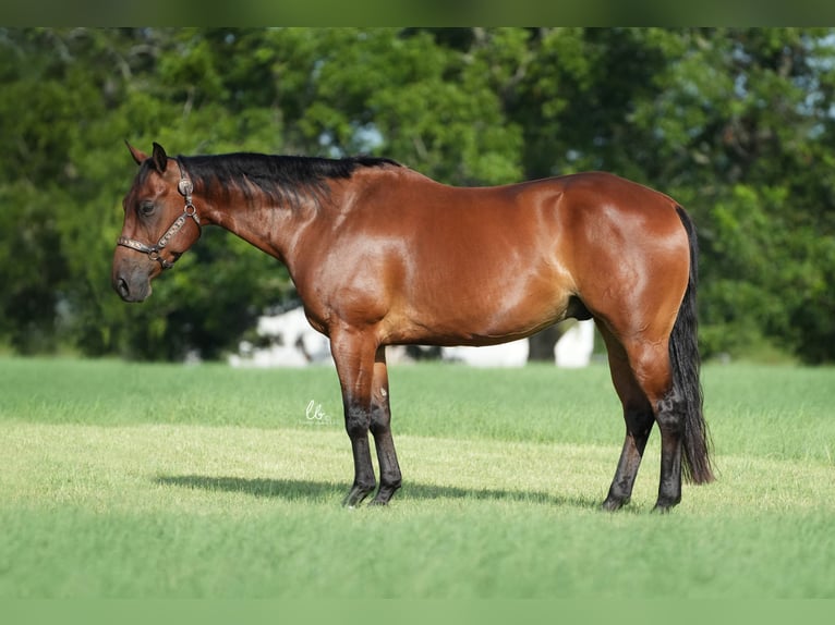 American Quarter Horse Castrone 10 Anni 155 cm Baio ciliegia in Terrell, TX