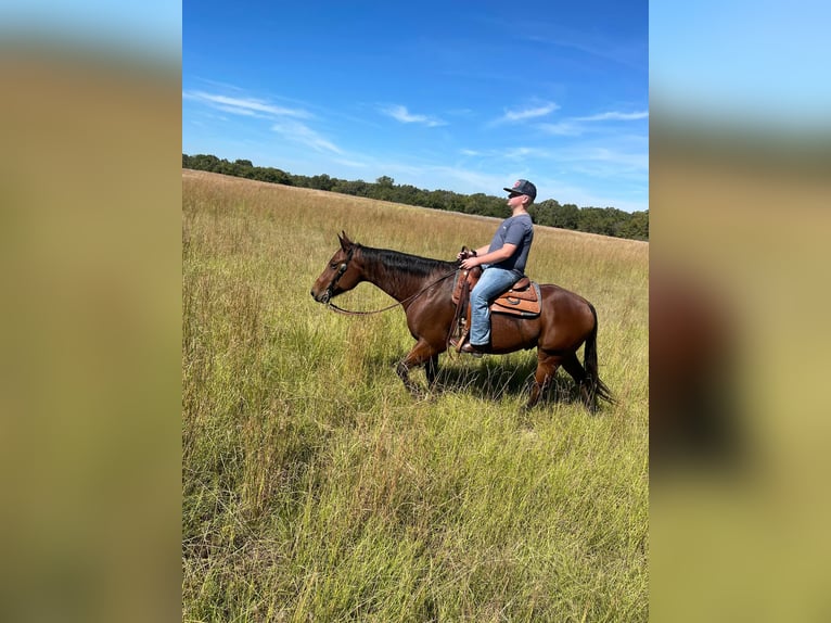 American Quarter Horse Castrone 10 Anni 155 cm Baio ciliegia in Terrell, TX